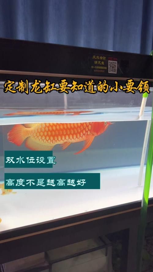 印尼紅龍魚喂養方法圖片大全大圖 印尼紅龍魚喂養方法圖片大全大圖 龍魚百科 第37張