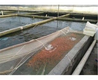 小龍魚苗吃什么長得快又好養活：小龍魚苗吃什么長的快又好養活