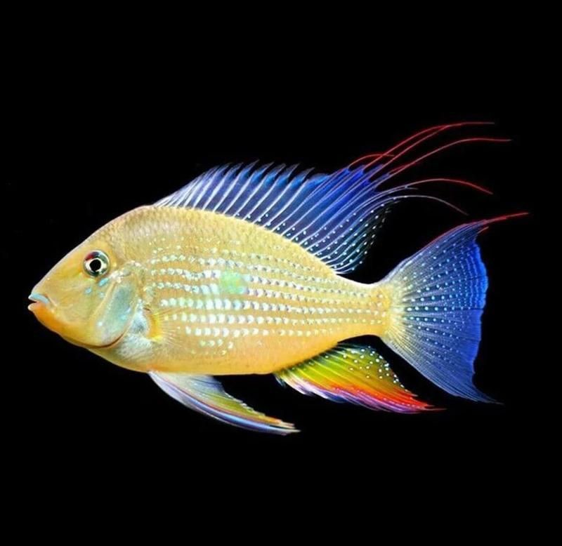 藍寶石魚有攻擊性嗎