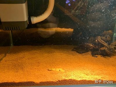養(yǎng)龍魚的魚缸怎么造景好:養(yǎng)龍魚的魚缸造景技巧 龍魚百科 第2張 養(yǎng)龍魚的魚缸怎么造景好:養(yǎng)龍魚的魚缸造景技巧 養(yǎng)龍魚的魚缸怎么造景好:養(yǎng)龍魚的魚缸造景技巧 龍魚百科 第2張