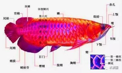 龍魚鼻孔【龍魚的鼻孔與口腔并不能相通，】