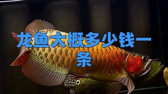 龍魚一條多少錢