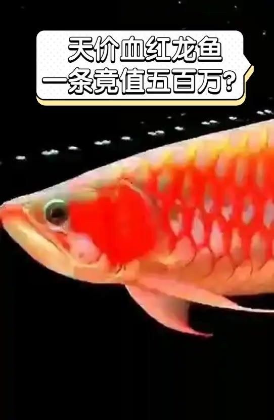 龍魚一條多少錢