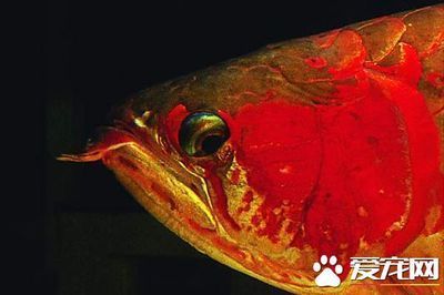 龍魚(yú)晚上關(guān)燈后掉眼正常嗎為什么：龍魚(yú)晚上關(guān)燈后掉眼正常嗎