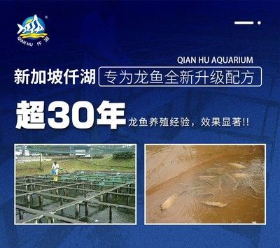 養(yǎng)一條龍魚一年的成本？：養(yǎng)一條龍魚一年成本詳細分析龍魚一年成本的詳細分析