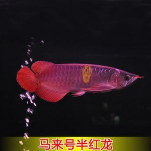 紅龍魚怎么買最好：2019紅龍魚購(gòu)買紅龍魚購(gòu)買紅龍魚最佳購(gòu)買方式