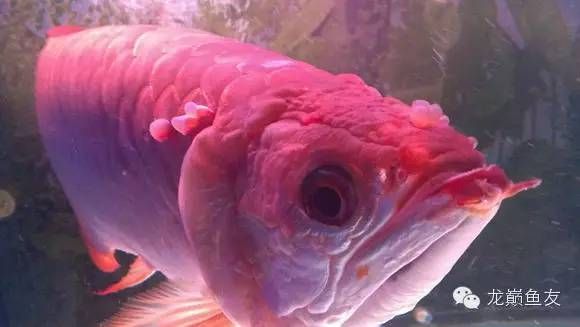 龍魚能耐幾度高溫（龍魚在短期內可以承受的最高水溫不超過35度）