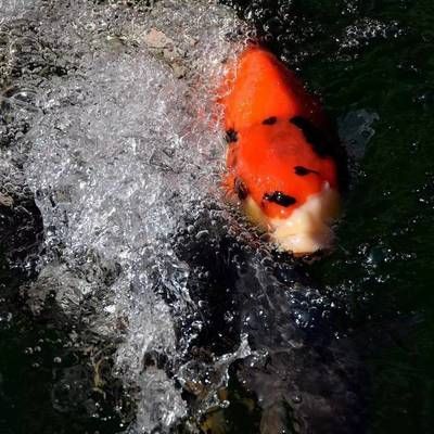 白金龍魚難養嗎（白金龍魚的飼養難度）