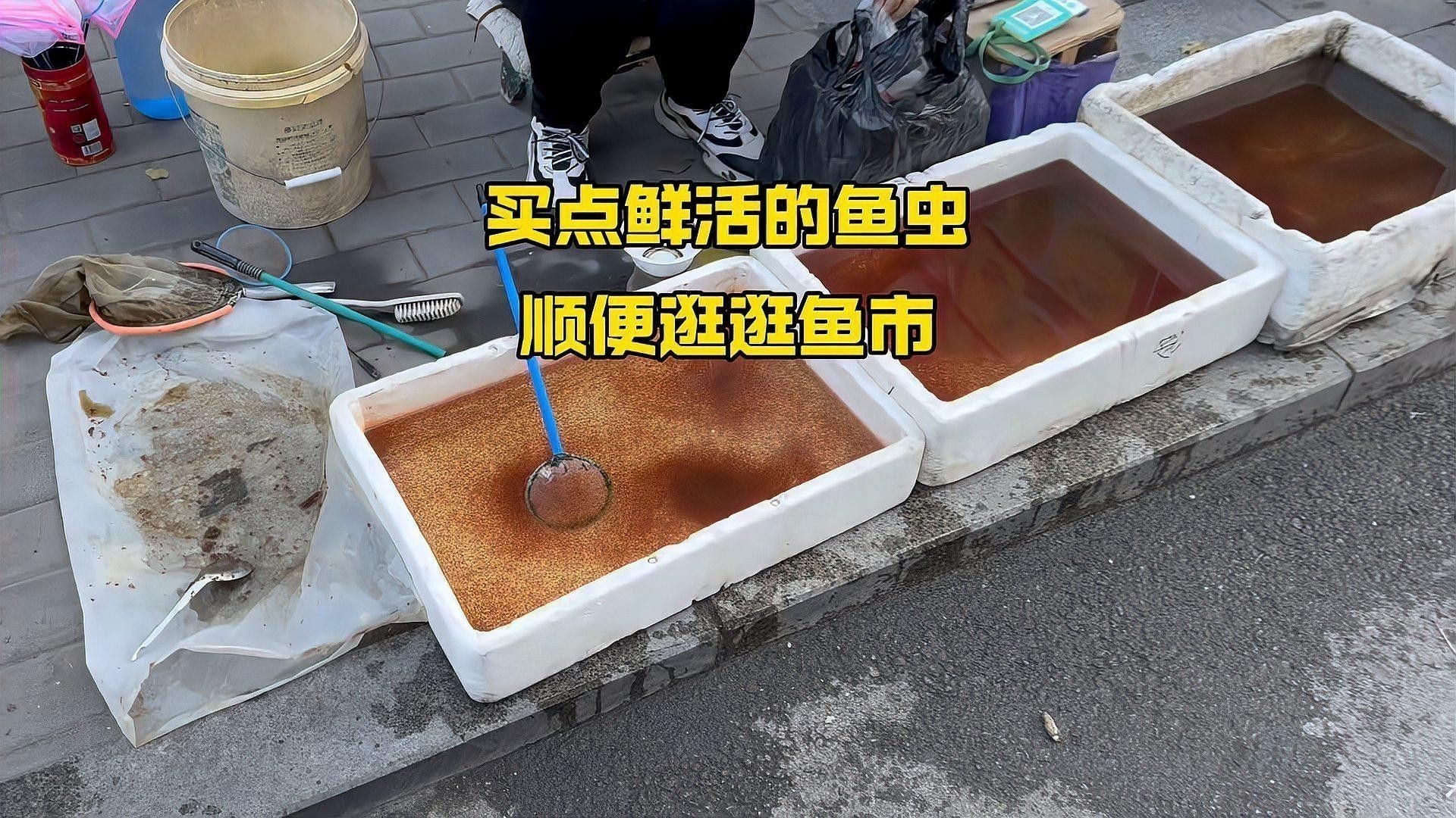 紅龍魚(yú)怎么養(yǎng)會(huì)更紅潤(rùn)一些