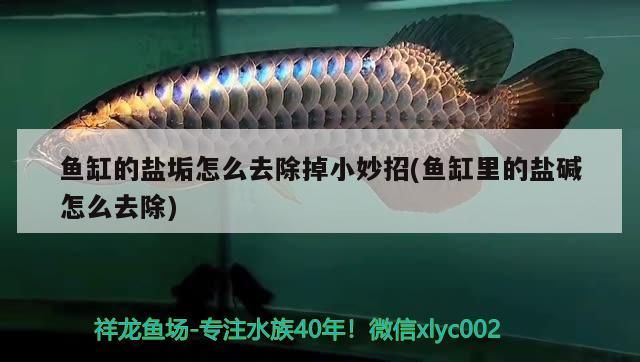 紅龍魚用黃燈烤有用嗎 魚缸的鹽垢怎么去除掉小妙招(魚缸里的鹽堿怎么去除) 龍魚百科 魚缸的鹽垢怎么去除掉小妙招(魚缸里的鹽堿怎么去除) 魚缸的鹽垢怎么去除掉小妙招(魚缸里的鹽堿怎么去除) 龍魚百科