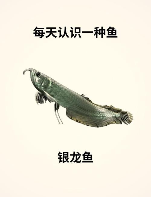 銀龍魚翹尾