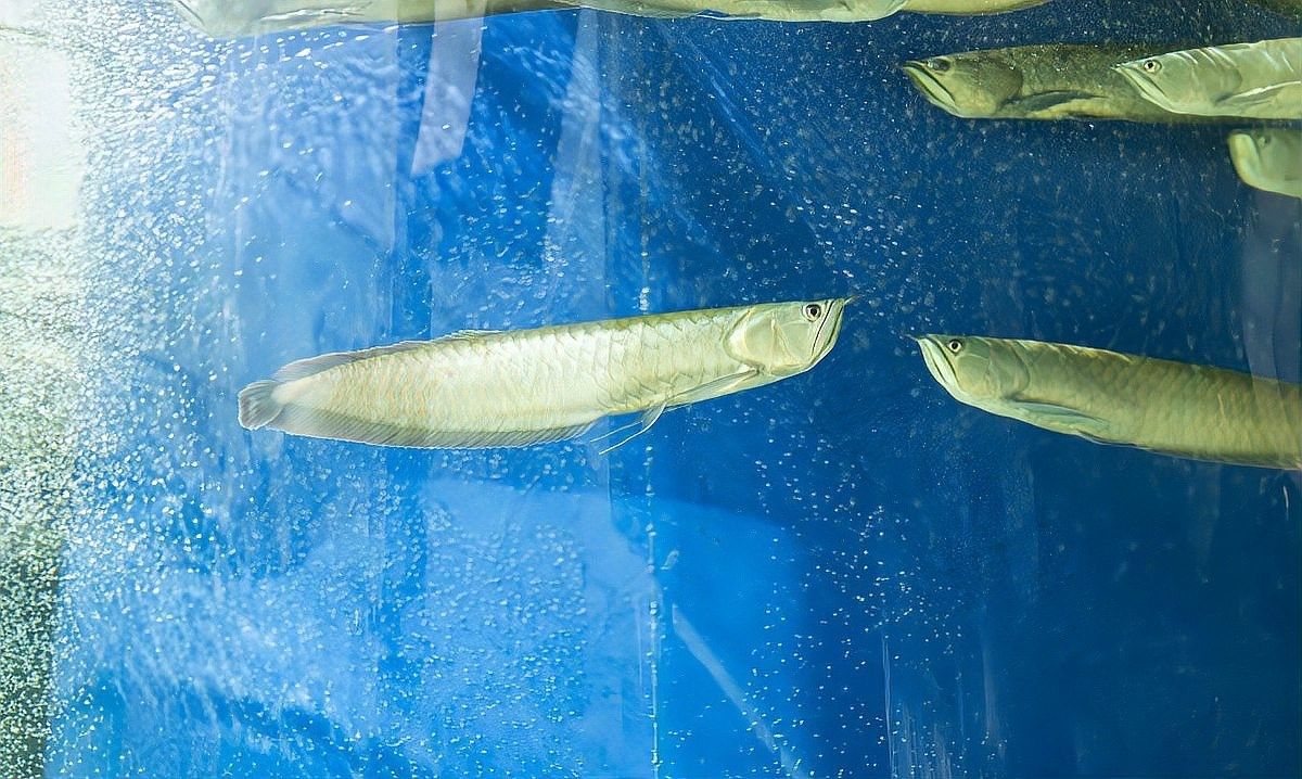 銀龍魚(yú)翹尾