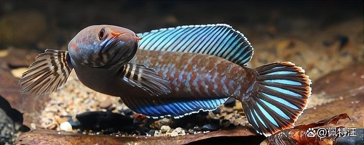 雷龍魚是不是就是黑魚 雷龍魚是不是就是黑魚 龍魚百科 第2張