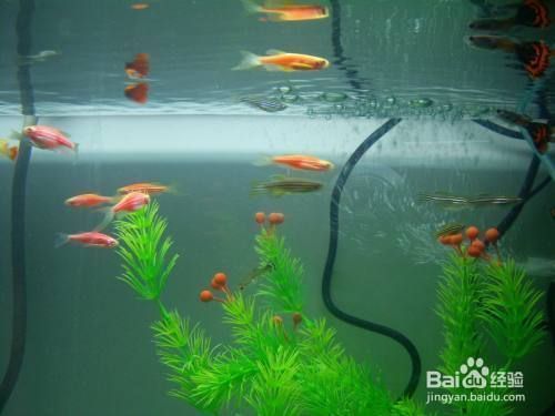 孔雀龍魚日常飼料選擇指南：孔雀魚飼料品牌推薦,孔雀魚飼料保存方法