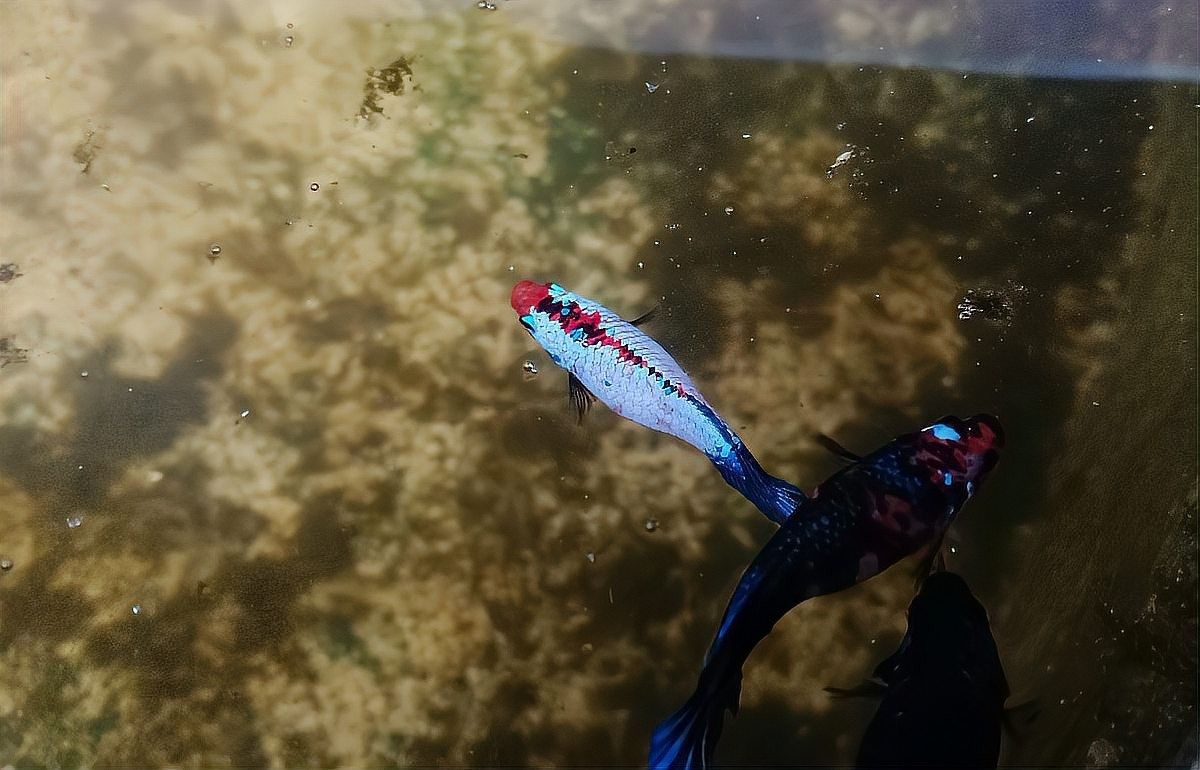 雷龍魚苗可以混養(yǎng)嗎 雷龍魚苗可以混養(yǎng)嗎 龍魚百科 第9張