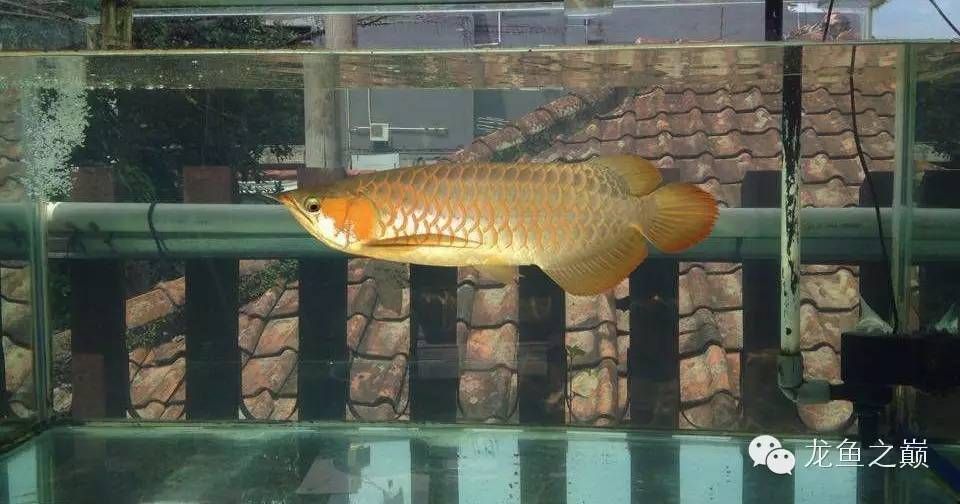 換完濾材龍魚(yú)狀態(tài)不好：換完濾材后龍魚(yú)狀態(tài)不好，換完濾材后龍魚(yú)狀態(tài)不好的原因