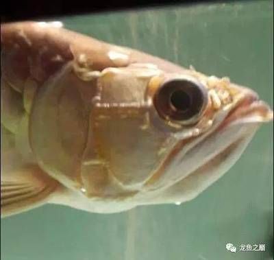 換完濾材龍魚(yú)狀態(tài)不好：換完濾材后龍魚(yú)狀態(tài)不好，換完濾材后龍魚(yú)狀態(tài)不好的原因