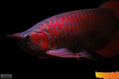 紅龍魚用什么背景好（養紅龍魚缸背景顏色的選擇）
