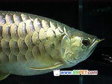 過背金龍魚怎么看品相好不好：鑒別過背金龍魚的品相好壞需要綜合考慮多個方面的因素