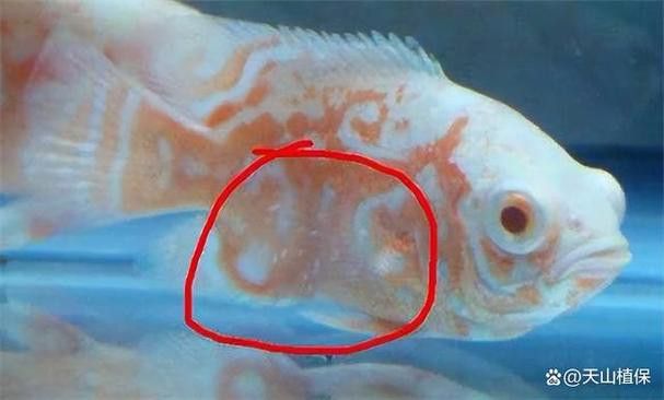金龍魚身上有白點什么情況圖片大全大圖