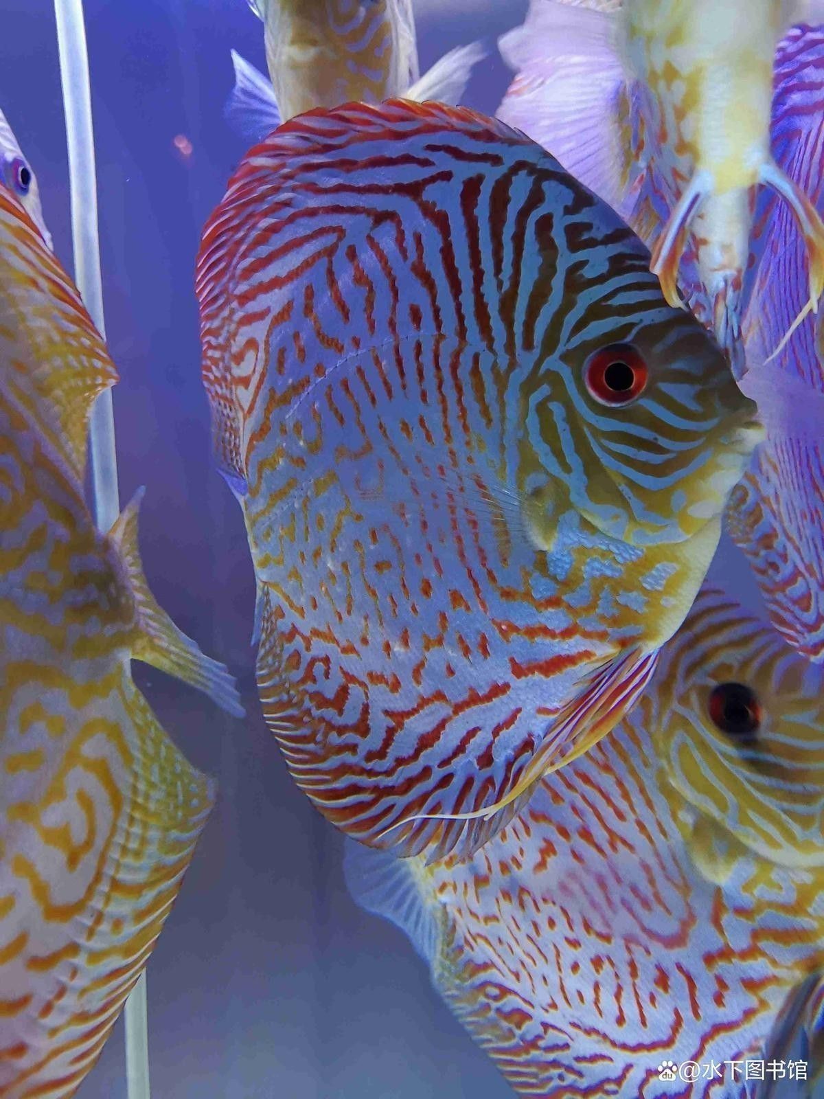 金龍魚身上有白點什么情況圖片大全大圖