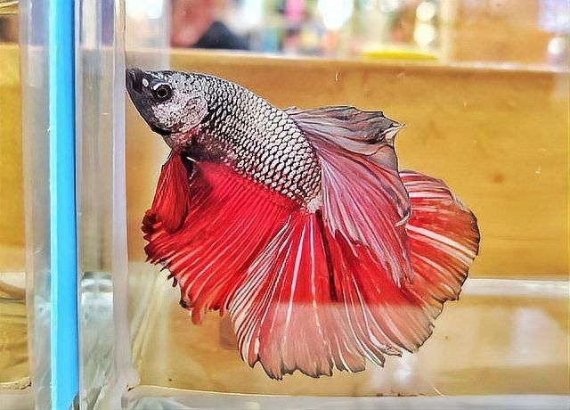 金龍魚身上有白點什么情況圖片大全大圖