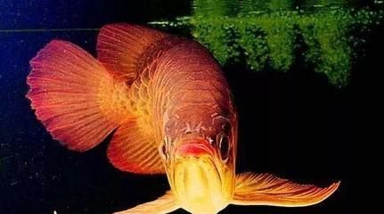 50厘米金龍魚(yú)要長(zhǎng)幾年才能長(zhǎng)大（金龍魚(yú)多長(zhǎng)時(shí)間可以長(zhǎng)到50厘米） 50厘米金龍魚(yú)要長(zhǎng)幾年才能長(zhǎng)大（金龍魚(yú)多長(zhǎng)時(shí)間可以長(zhǎng)到50厘米） 龍魚(yú)百科 第3張
