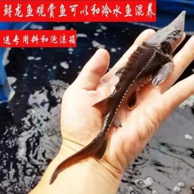 龍魚吃食物咀嚼還吐泡沫正常嗎為什么：龍魚吃食物咀嚼并吐出泡沫正常嗎 龍魚吃食物咀嚼還吐泡沫正常嗎為什么：龍魚吃食物咀嚼并吐出泡沫正常嗎 龍魚百科 第3張
