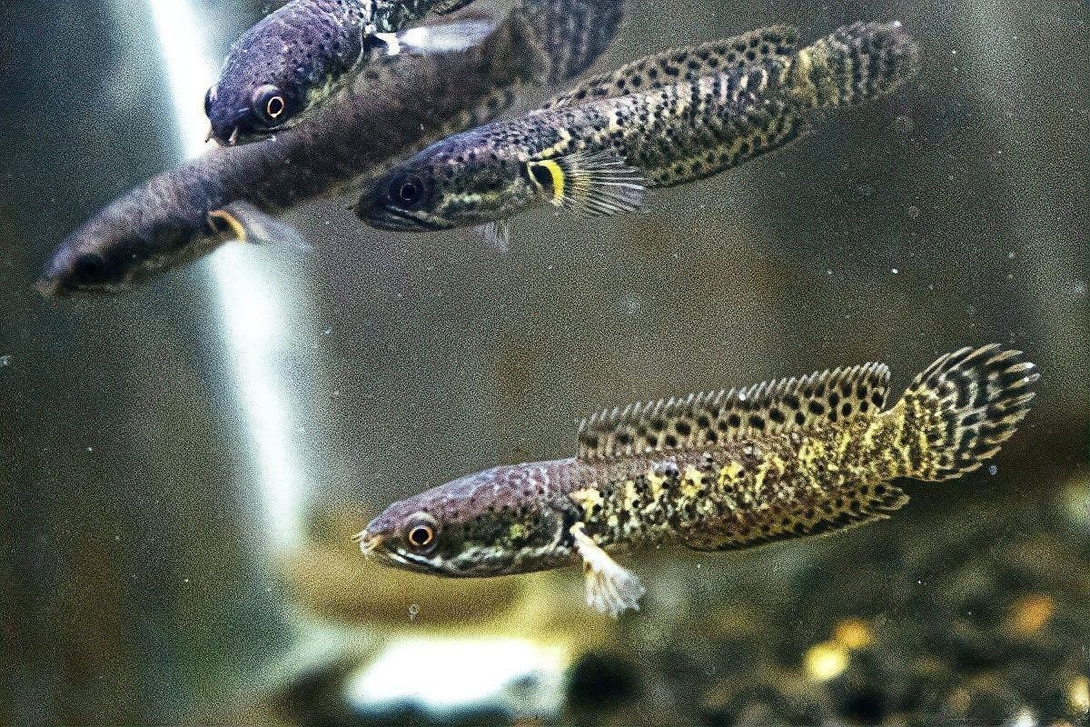 雷龍魚繁殖一次產(chǎn)多少卵？