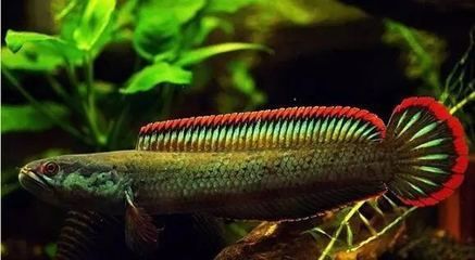雷龍魚品種大全圖鑒,雷龍魚品種大雷龍魚日常護理技巧,雷龍魚品種大全 龍魚百科 第4張 雷龍魚品種大全圖鑒,雷龍魚品種大雷龍魚日常護理技巧,雷龍魚品種大全 雷龍魚品種大全圖鑒,雷龍魚品種大雷龍魚日常護理技巧,雷龍魚品種大全 龍魚百科 第4張