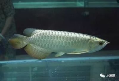 龍魚喂養技巧：養龍魚需要了解其飼養環境和水質要求還需要掌握正確的喂養技巧