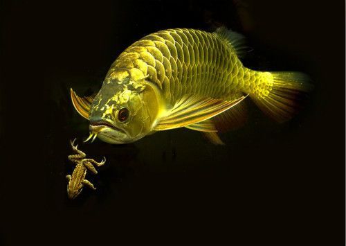 龍魚最早被生物學(xué)家發(fā)現(xiàn)定名是在那一年？在什么地方：龍魚作為一種古老且珍稀的淡水魚類 龍魚最早被生物學(xué)家發(fā)現(xiàn)定名是在那一年？在什么地方：龍魚作為一種古老且珍稀的淡水魚類 龍魚百科 第4張