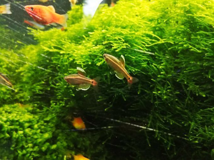 藍龍魚多久喂一次食物？