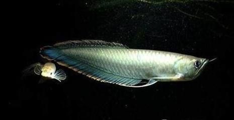 黑龍魚的介紹詞怎么說：黑龍魚是一種既具有科學研究價值又具有科學研究價值的魚類