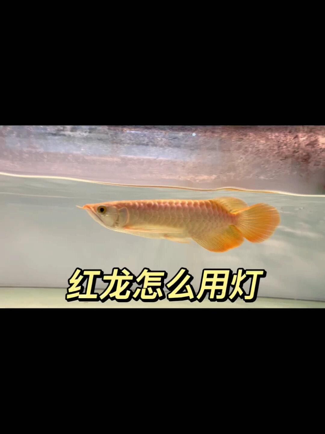 紅龍魚發(fā)色需要哪些特殊燈光？