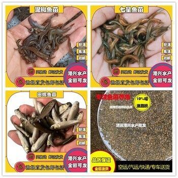 龍魚苗喂什么長得快些:龍魚苗喂什么長得快 龍魚百科 第2張 龍魚苗喂什么長得快些:龍魚苗喂什么長得快 龍魚苗喂什么長得快些:龍魚苗喂什么長得快 龍魚百科 第2張