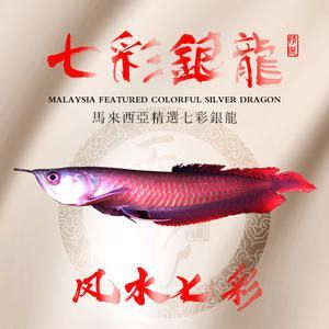 龍魚苗喂什么長得快些：龍魚苗喂什么長得快 龍魚苗喂什么長得快些：龍魚苗喂什么長得快 龍魚百科 第3張