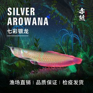 龍魚苗喂什么長得快些:龍魚苗喂什么長得快 龍魚百科 第1張 龍魚苗喂什么長得快些:龍魚苗喂什么長得快 龍魚苗喂什么長得快些:龍魚苗喂什么長得快 龍魚百科 第1張