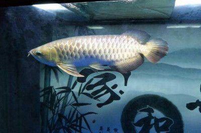 紅龍魚的顏色：紅龍魚發色過程詳解