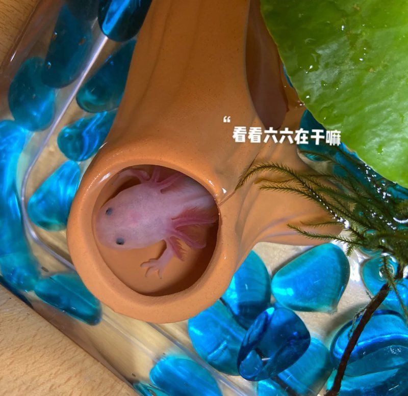 六角龍打氧應該使用哪種泵？
