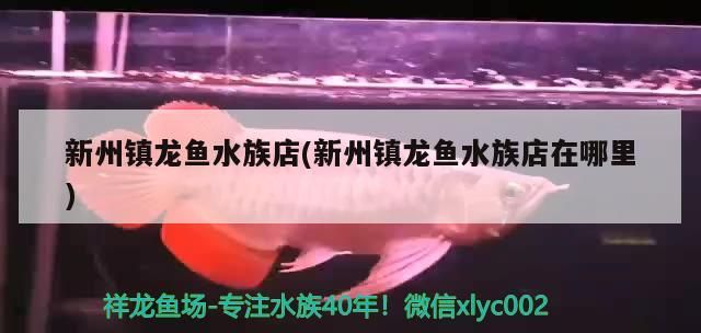新州鎮龍魚水族店(新州鎮龍魚水族店在哪里)