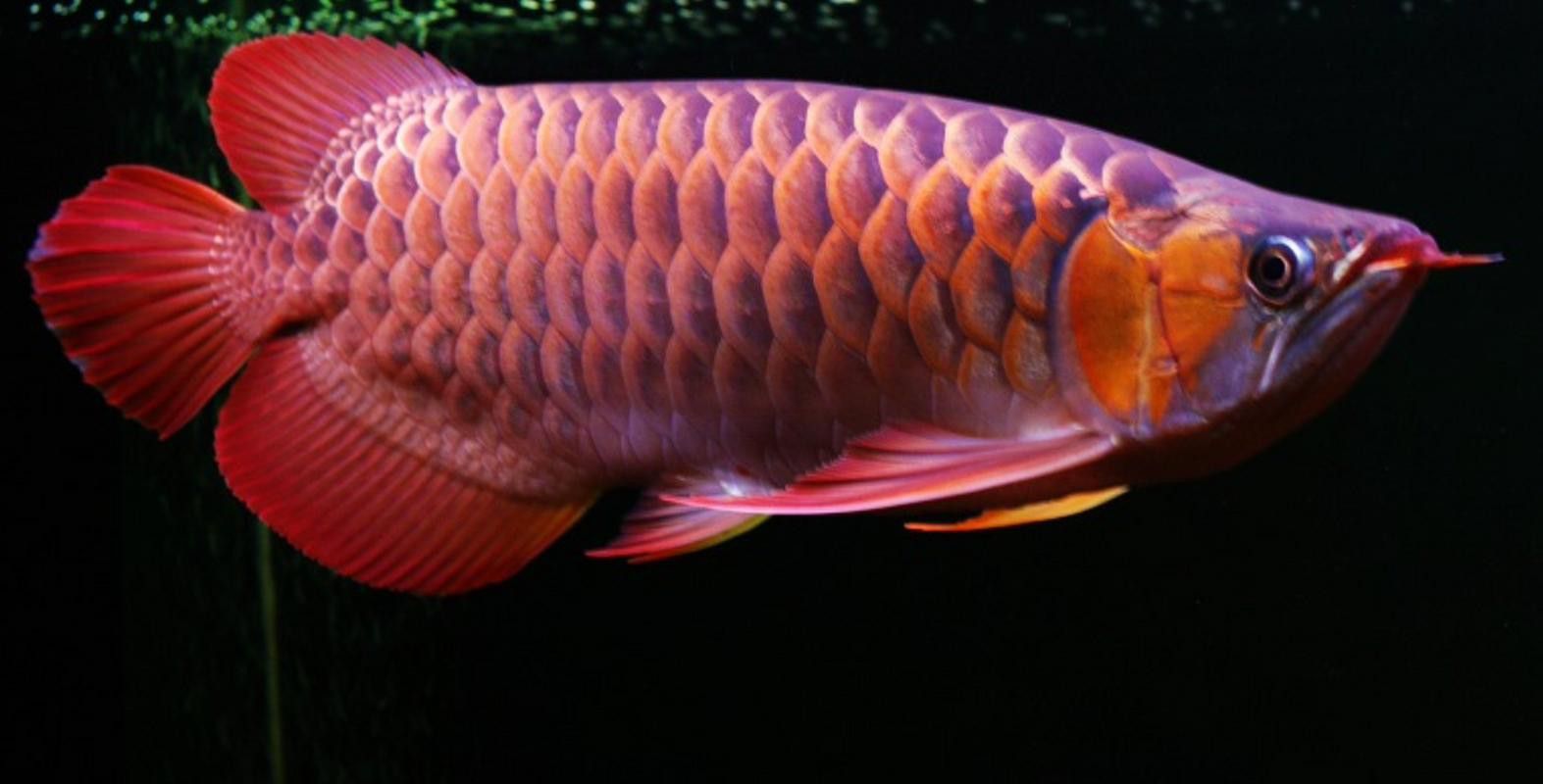 泰國金龍魚高顏值圖片
