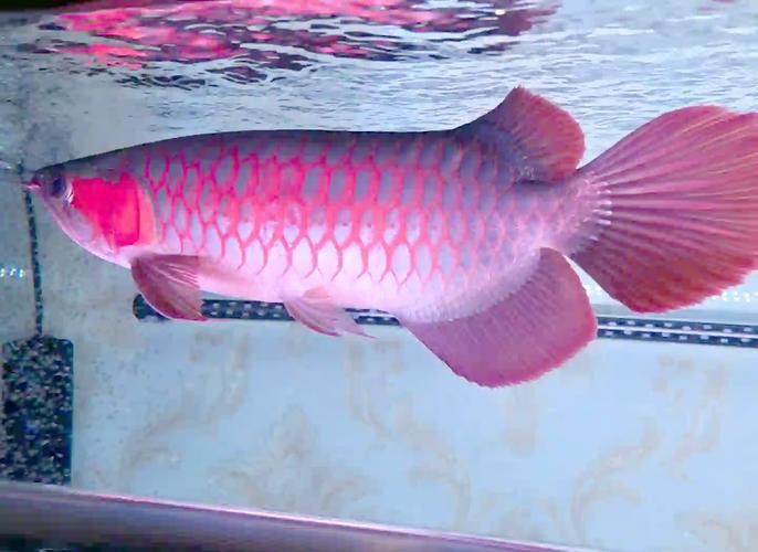 泰國金龍魚高顏值圖片
