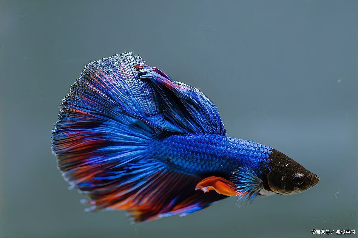 金魚混養最佳搭配表