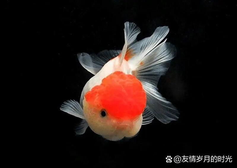 金魚混養最佳搭配表