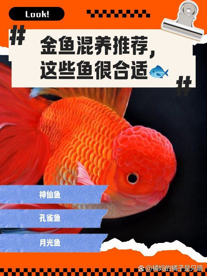 金魚混養(yǎng)最佳搭配表