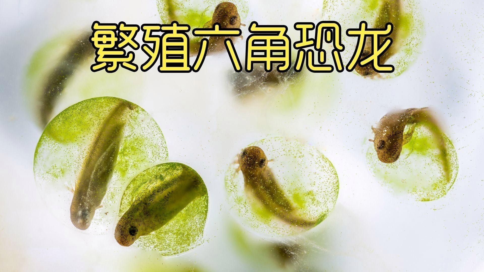 六角恐龍吃面包蟲時需要注意什么？