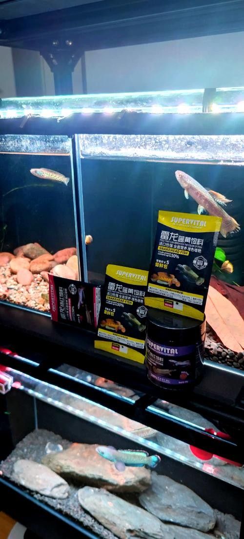 雷龍魚眼睛外凸如何預防？