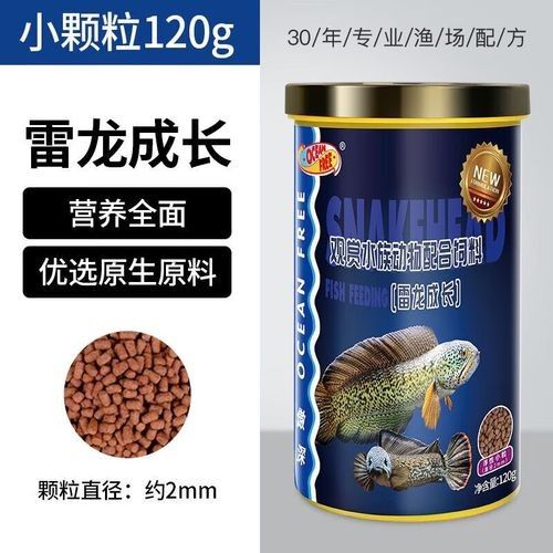雷龍魚眼睛外凸如何預防？