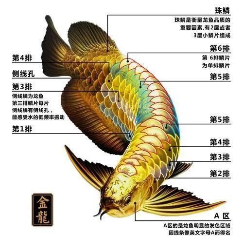 高背金龍魚發(fā)色好看不